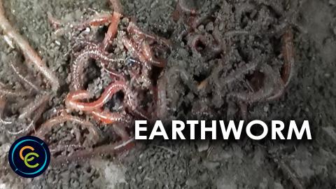 Earthworms found under a plant pot