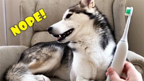 Husky Reacts to Electric Toothbrush! [TRY NOT TO LAUGH]