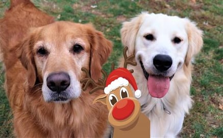 Golden Retriever Dogs Reaction To A Stinky Reindeer!