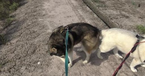 Husky says dam, can't go for a swim & Cemetary walk