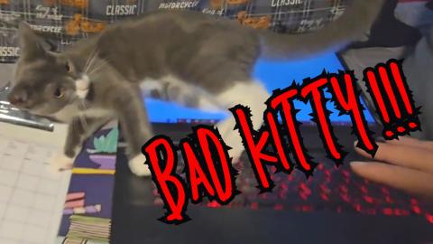 Cat Attacks Laptop
