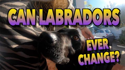 Due to Brexit our Dog had to Change...