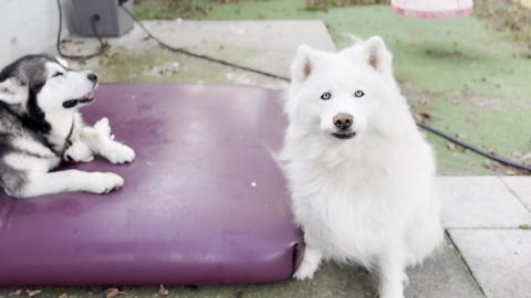 Did You Say Treats! #husky #alaskanmalamute