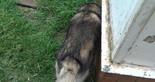 It keeps raining still Husky's just want walkies