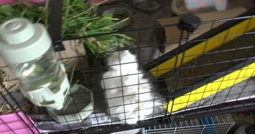 Guinea pigs get a hair cut, cage cleaned & puppers have l...