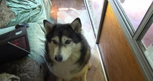 Yummy, yummy, yummy, get in my Husky tummy