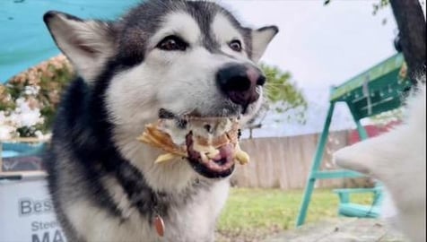 Huskies Lose It For Waffles 