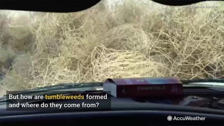 Tumbleweeds overrun Utah neighborhood following strong winds