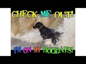 We took out Dog Percy the Black Labrador Retriever to the...