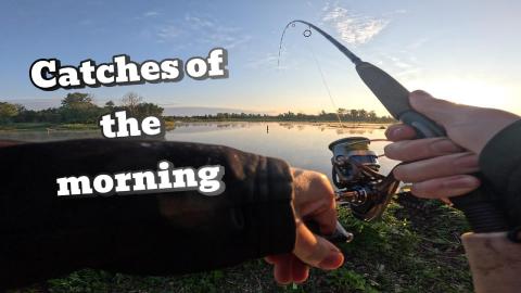Catches of the Morning