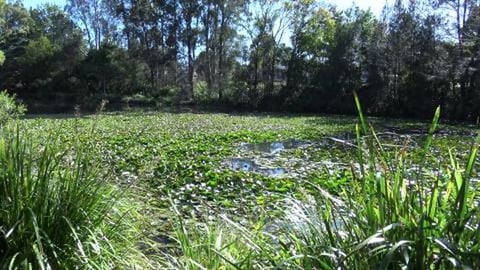 Hunting Husky and cute baby ducks