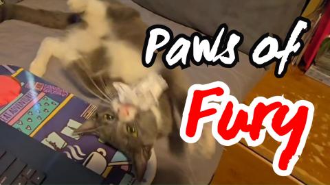 Feisty Harley Cat