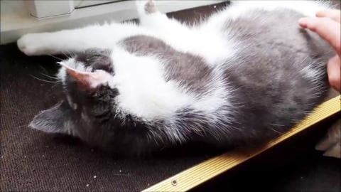 Odin my sweet kitten rest in peace