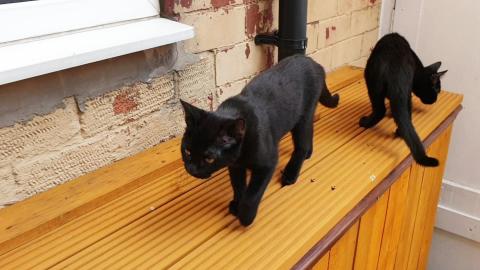 My kittens exploring the front yard