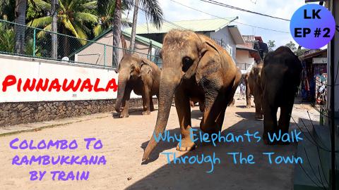 Why Elephants Walk Through The Town Daily | Sri Lanka Vlo...