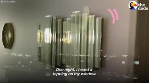 Hummingbird Turns Guy Into Bro-White _ The Dodo Wild Hear...