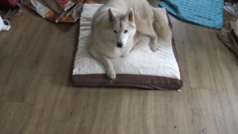 Husky gets her first dog bed