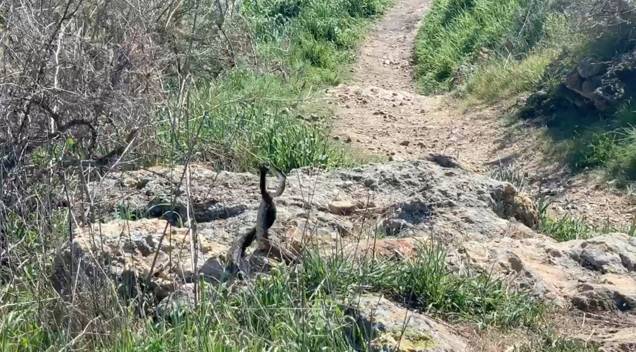 Video Rattlesnakes fight on hiking trail in Pismo Beach CA San Luis