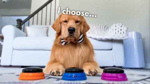 My Dog Picks His Son's Name