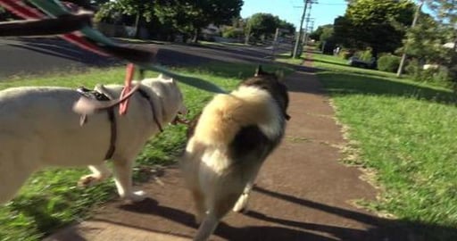 This is why my walks take so long with a lazy Husky