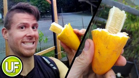 Maldives Melon - Unusual Foods