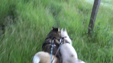 Muddy paws and muddy bellies on Malamute & Husky