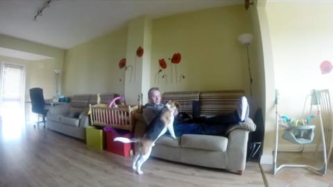 When Smart Dog Demands to go for a Walk