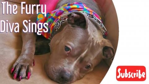 The Furry Diva Sings