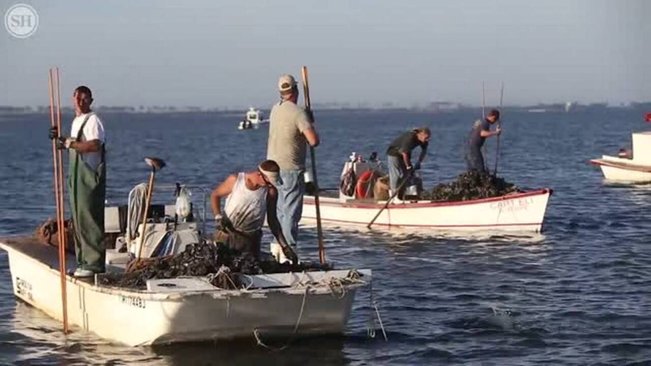 Reef recovers from pollution, raw oysters are safe to eat Biloxi Sun