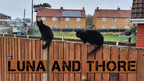 Luna And Thore Playing In The Morning