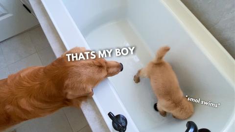 I Am the Real Tub King!