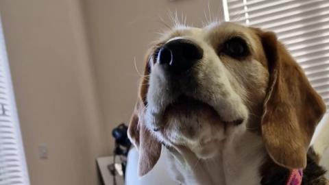 Beagles Pick the Scariest Movie Ever and It's Hilarious!