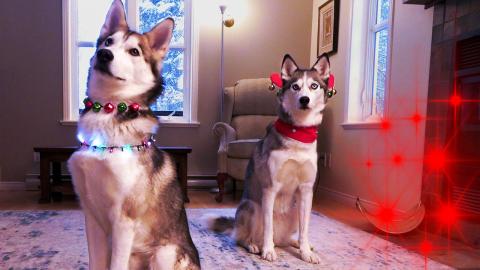 Huskies Getting Ready for the Holidays | Funny Dogs Video...