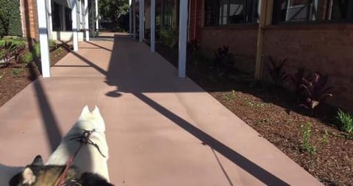 Husky's looking around University