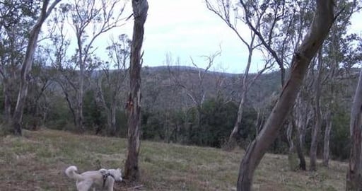 Malamute boy really enjoying a hike and Husky girl chasin...