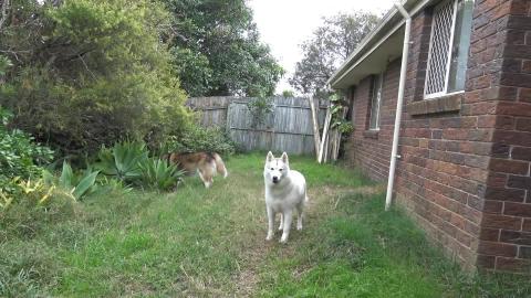 Husky noses goes crazy for fish