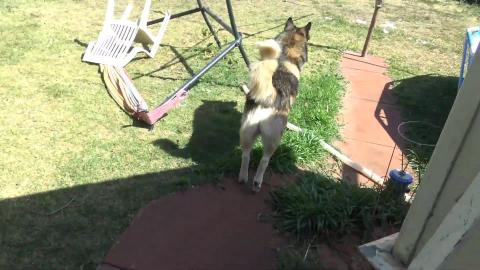 Brisket bones for a good Husky & Malamute
