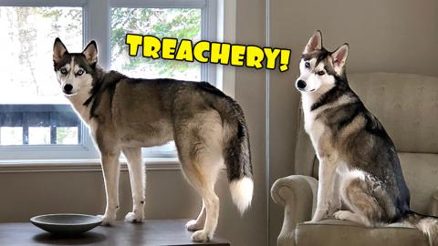 When Dogs Are Home Alone - Difference Between Male and Fe...