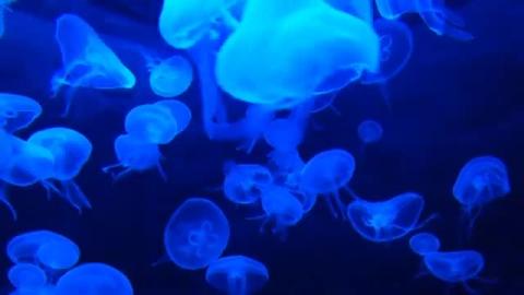 Relaxing Piano Music • Sleep, Nature, Water Sounds, Rel...