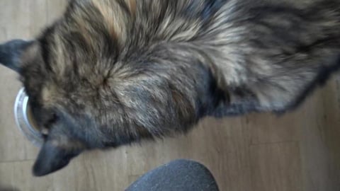 Huskys enjoy breakfast with pumpkin