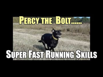 Our Dog Percy the Black Labrador Retriever showing off hi...