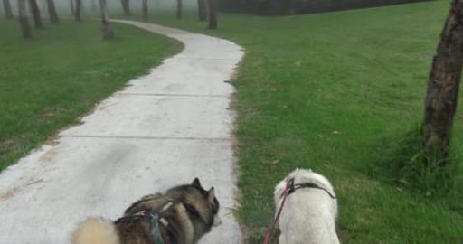 Visiting Husky Mack, but distracted by fence builders nex...