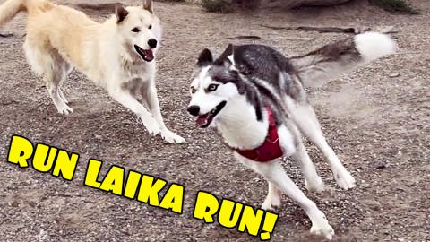 Laika Is The Fastest Dog At The Park! | Funny Dogs Video ...