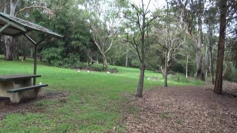 Squawking bats and a nice walk