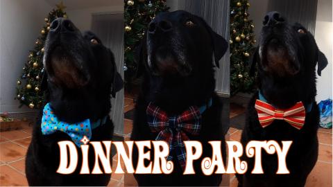 Percy Gets Ready for a Party with Mollydollydoodag Bow Ti...