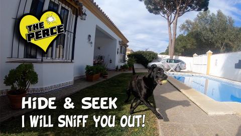Playing Hide n Seek with our Dog
