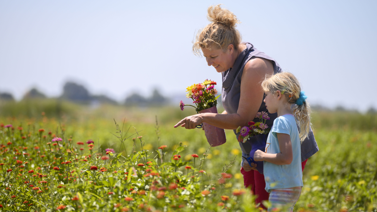 Where To Pick Flowers Near Sacramento The Sacramento Bee