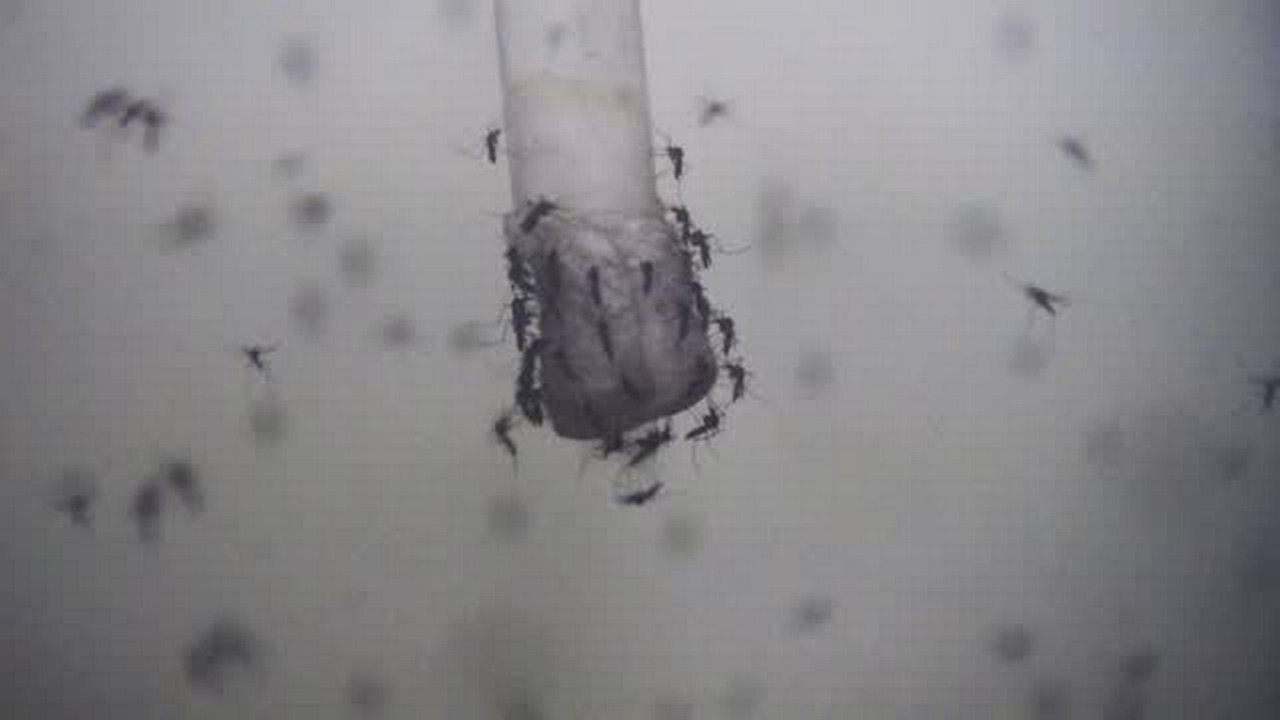 Parlier research center works to understand and control mosquitoes