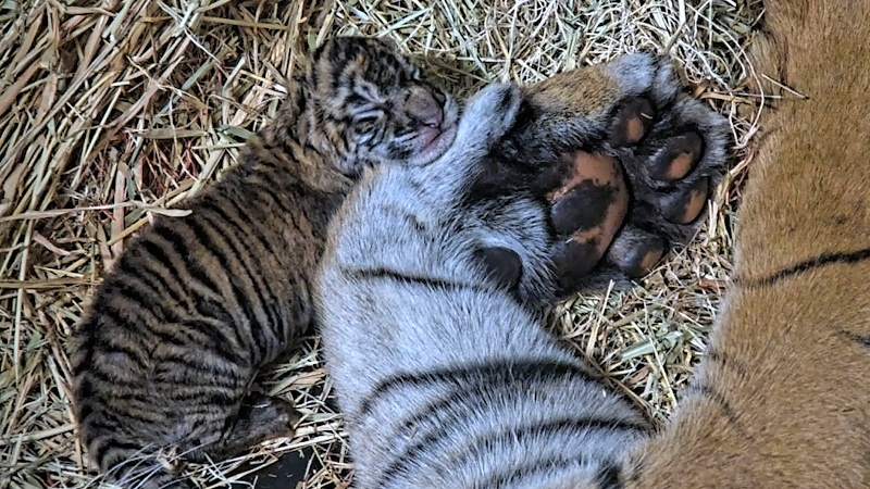 Baby Tiger Snuggling Mom Photo