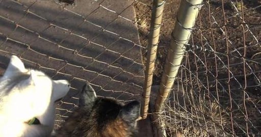 Dog park visit, lets run